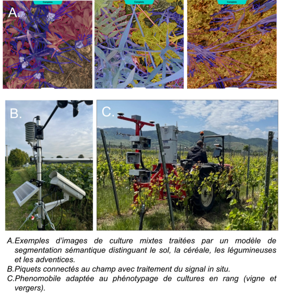 AgroEcoPhen - illustration